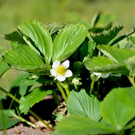 Loft Na Kaszubach - Laskowa Gora Apartment Bieszkowice