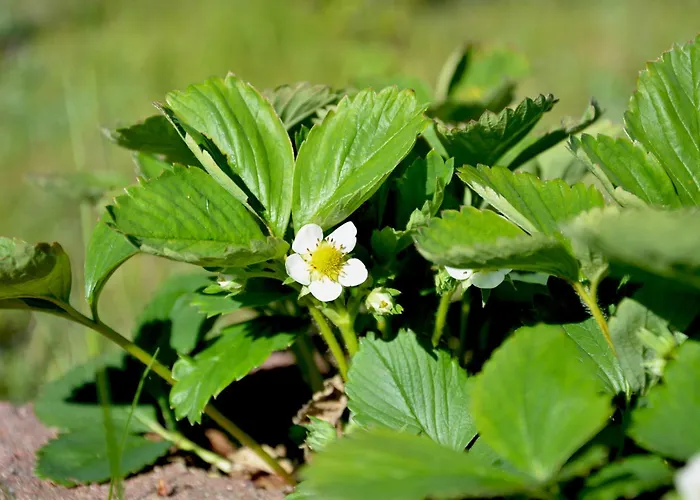 Loft Na Kaszubach - Laskowa Gora Lägenhet Bieszkowice